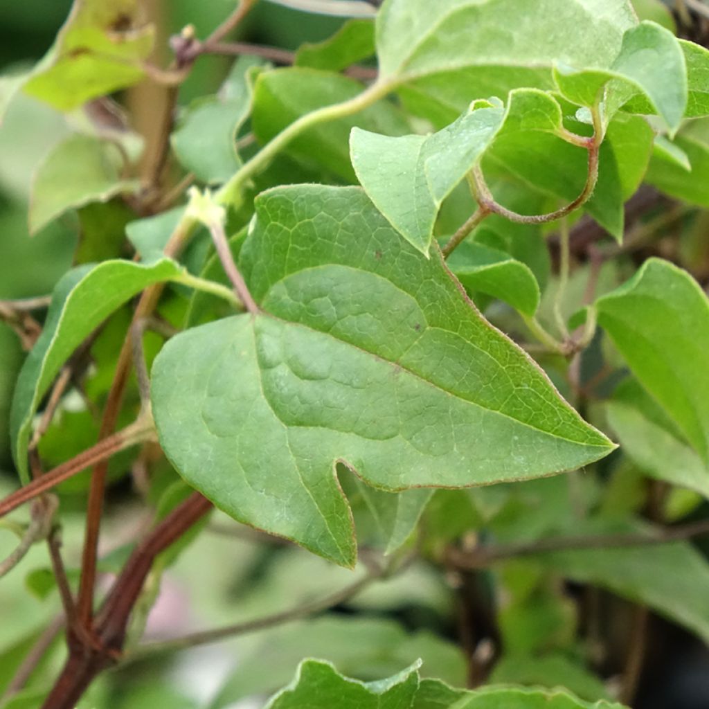 Clématite - Clematis Caroline