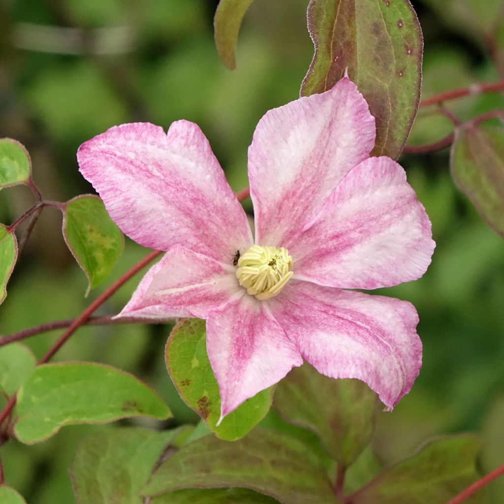 Clématite - Clematis Caroline