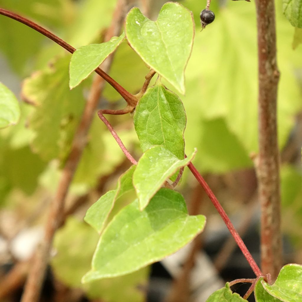 Clématite - Clematis Cezanne