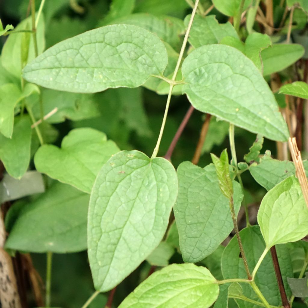 Clématite - Clematis Eriostemon
