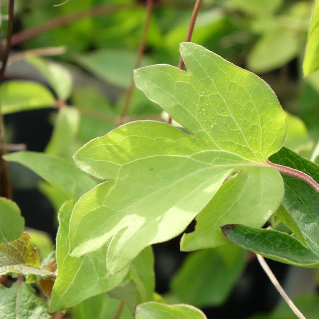 Clématite - Clematis Ernest Marckham