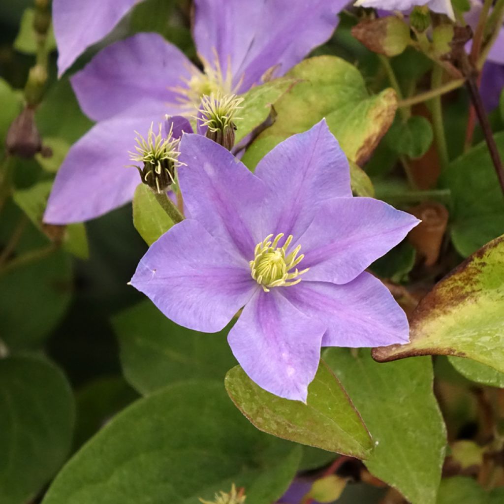 Clématite - Clematis Fuji Musume