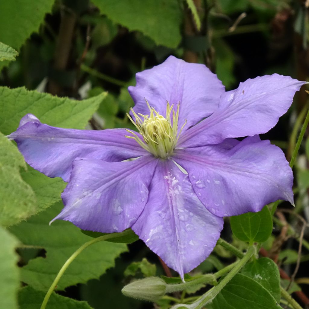 Clématite - Clematis Général Sikorski