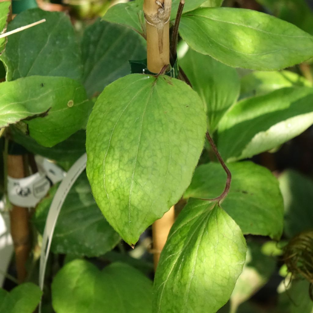 Clématite - Clematis H. F. Young