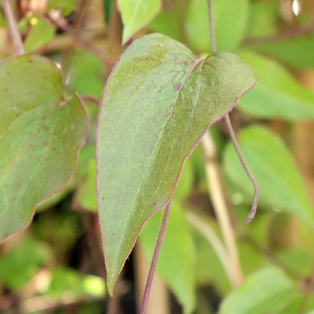 Clématite - Clematis Ice Crystal