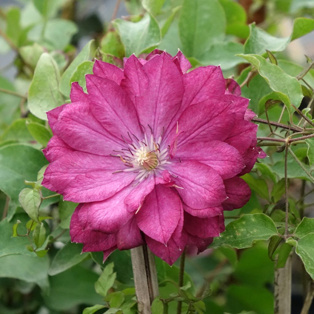 Clématite - Clematis Kaen