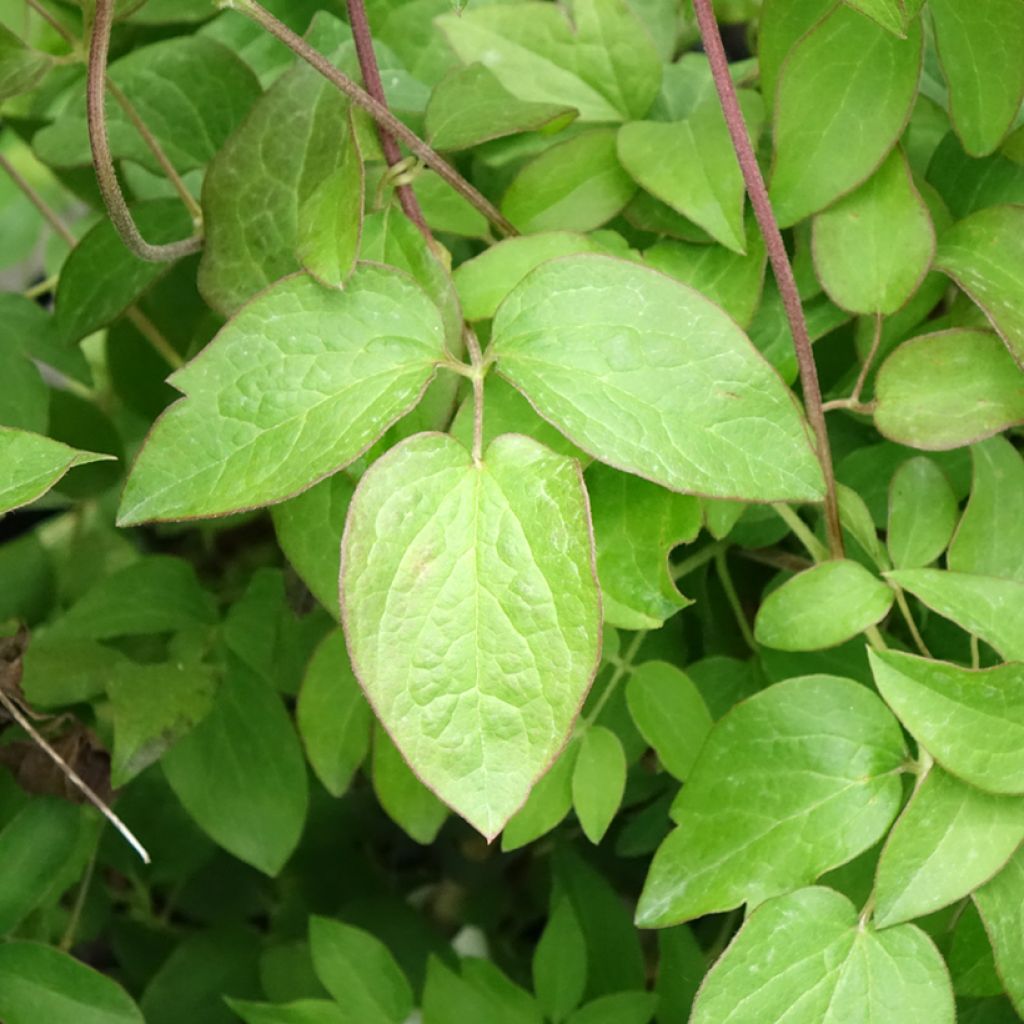 Clématite - Clematis Kiri Te Kanawa