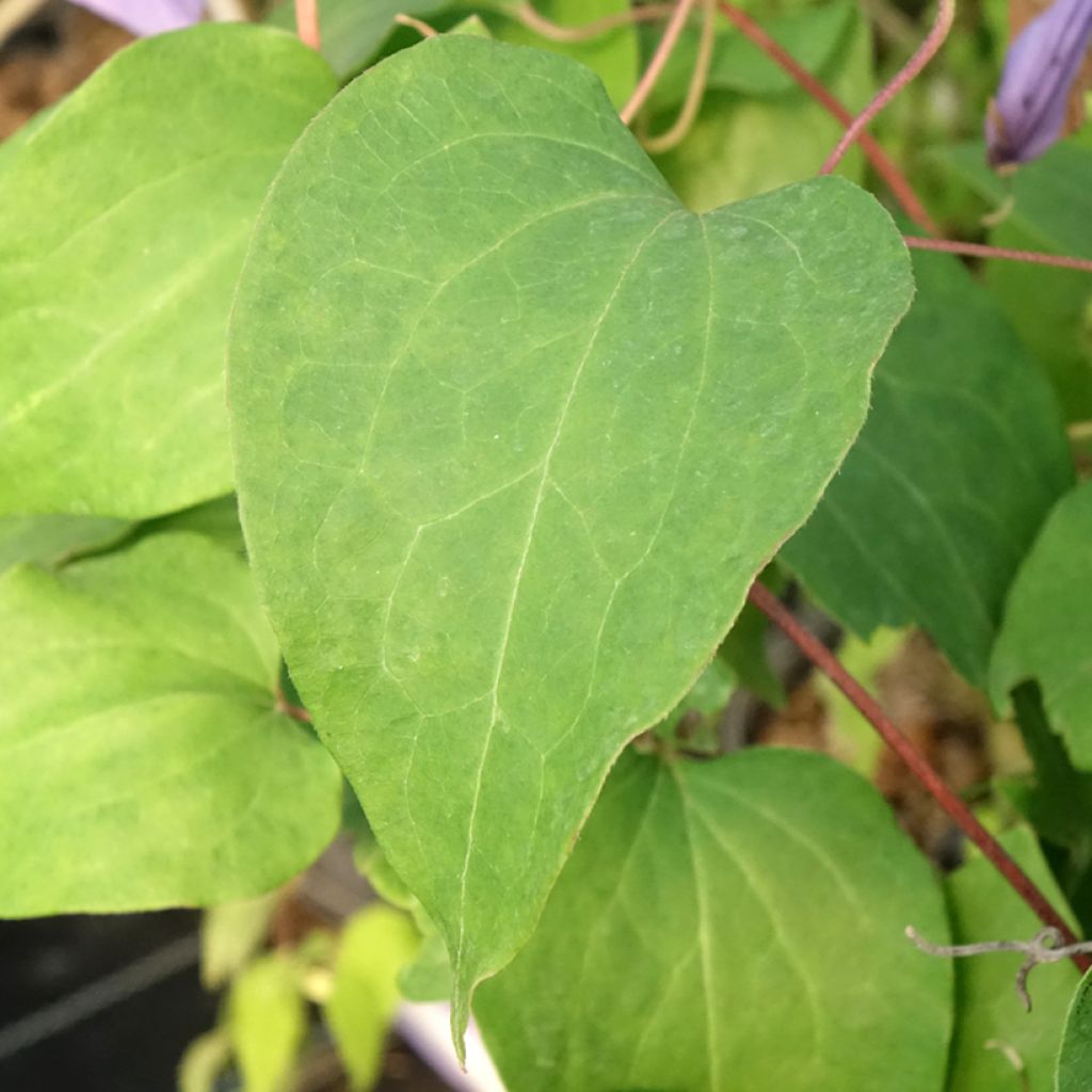 Clématite - Clematis Lawsoniana