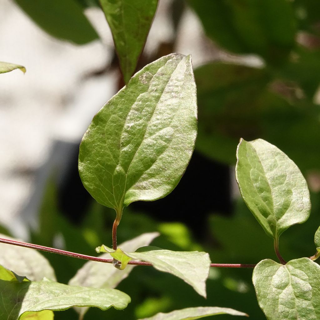 Clématite - Clematis Marmori