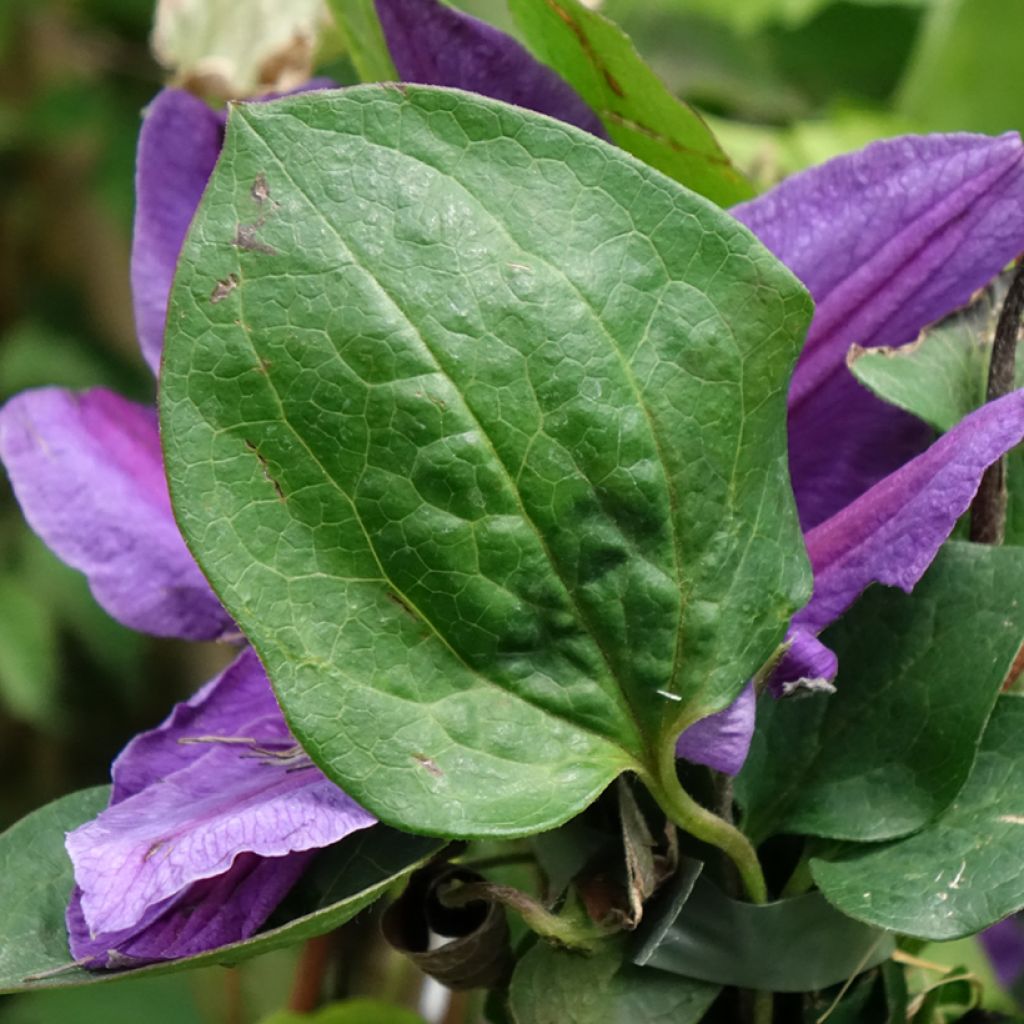 Clématite - Clematis Mon Amour