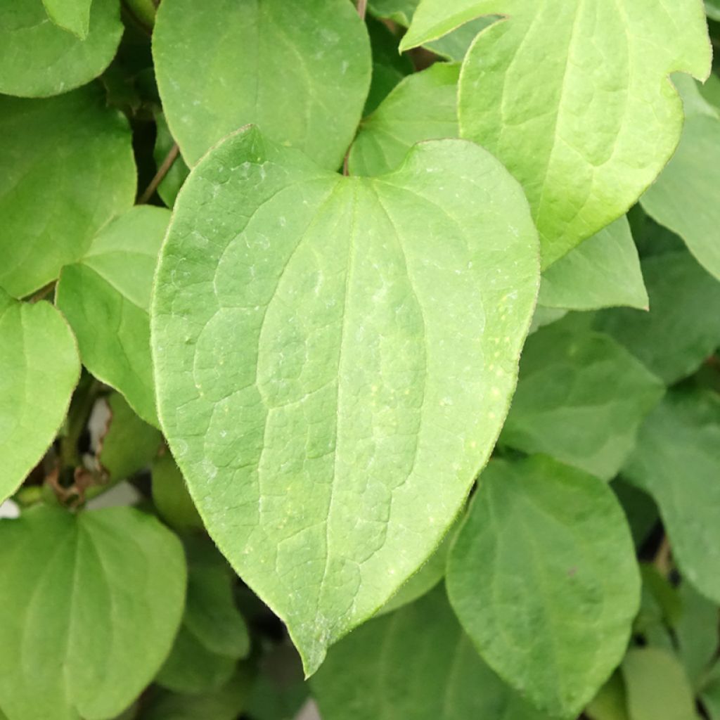 Clématite - Clematis Mrs Cholmondeley