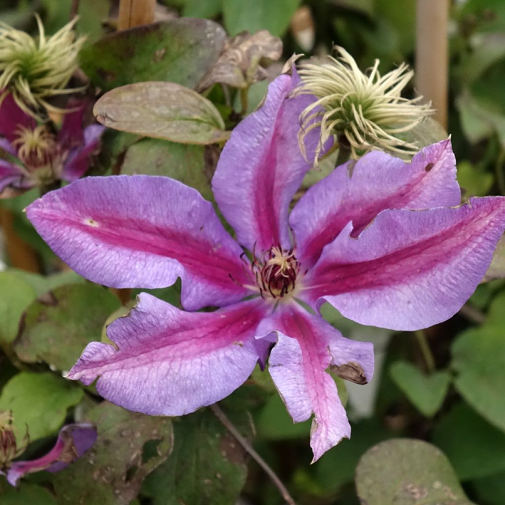 Clématite - Clematis Mrs N. Thompson