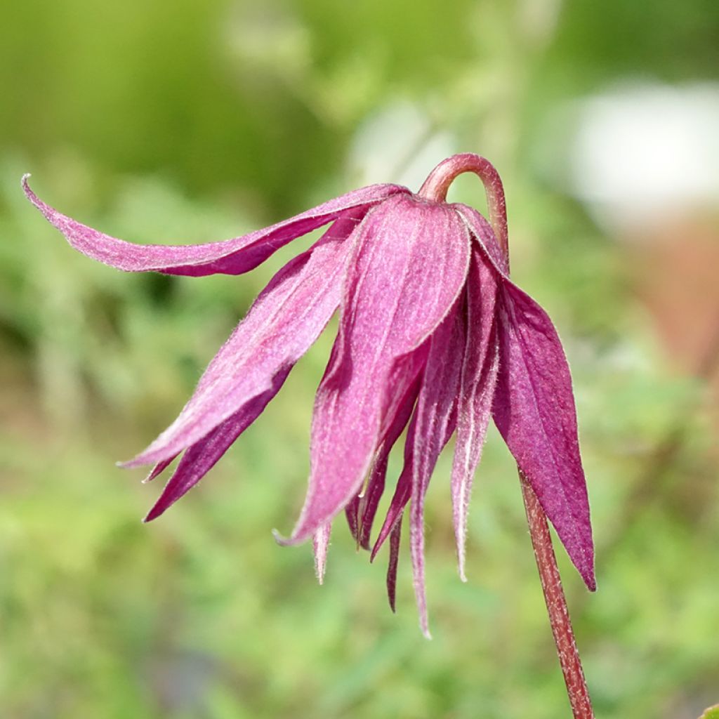 Clématite - Clematis Octopus