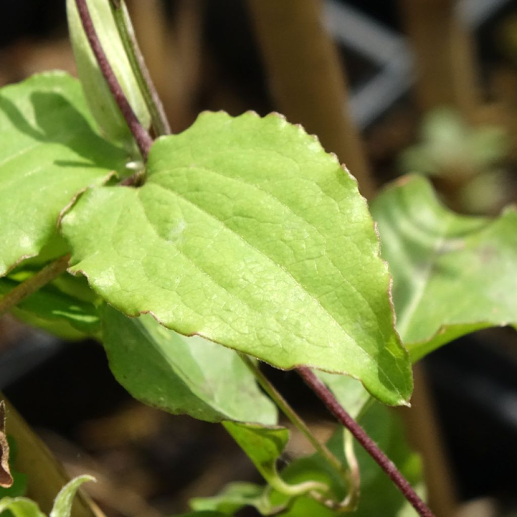Clematite - Clematis Rebecca