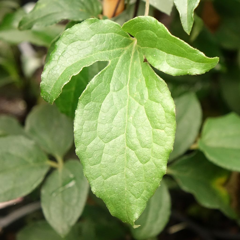 Clématite - Clematis Rosamunde 