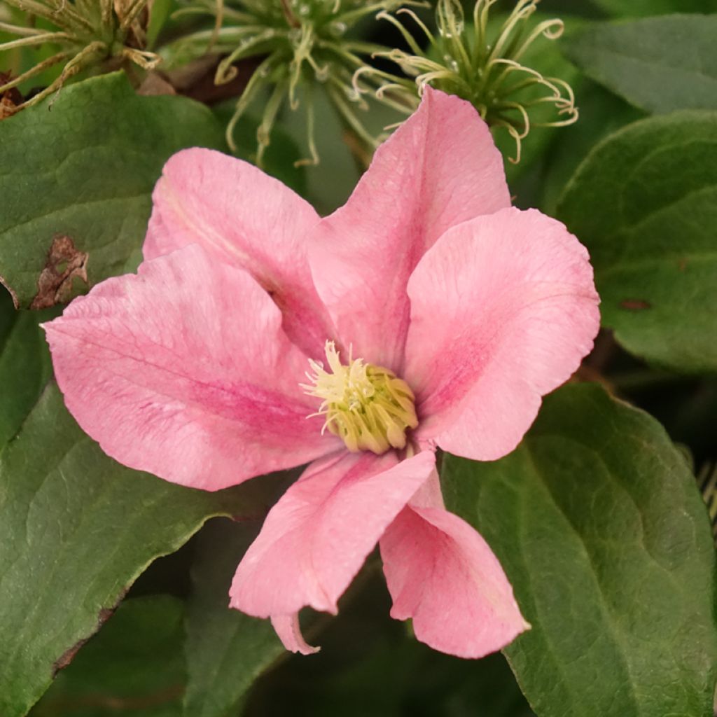 Clématite - Clematis Rosamunde 