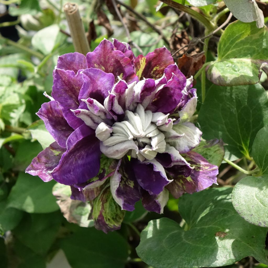 Clématite - Clematis Shin-Shigyoku
