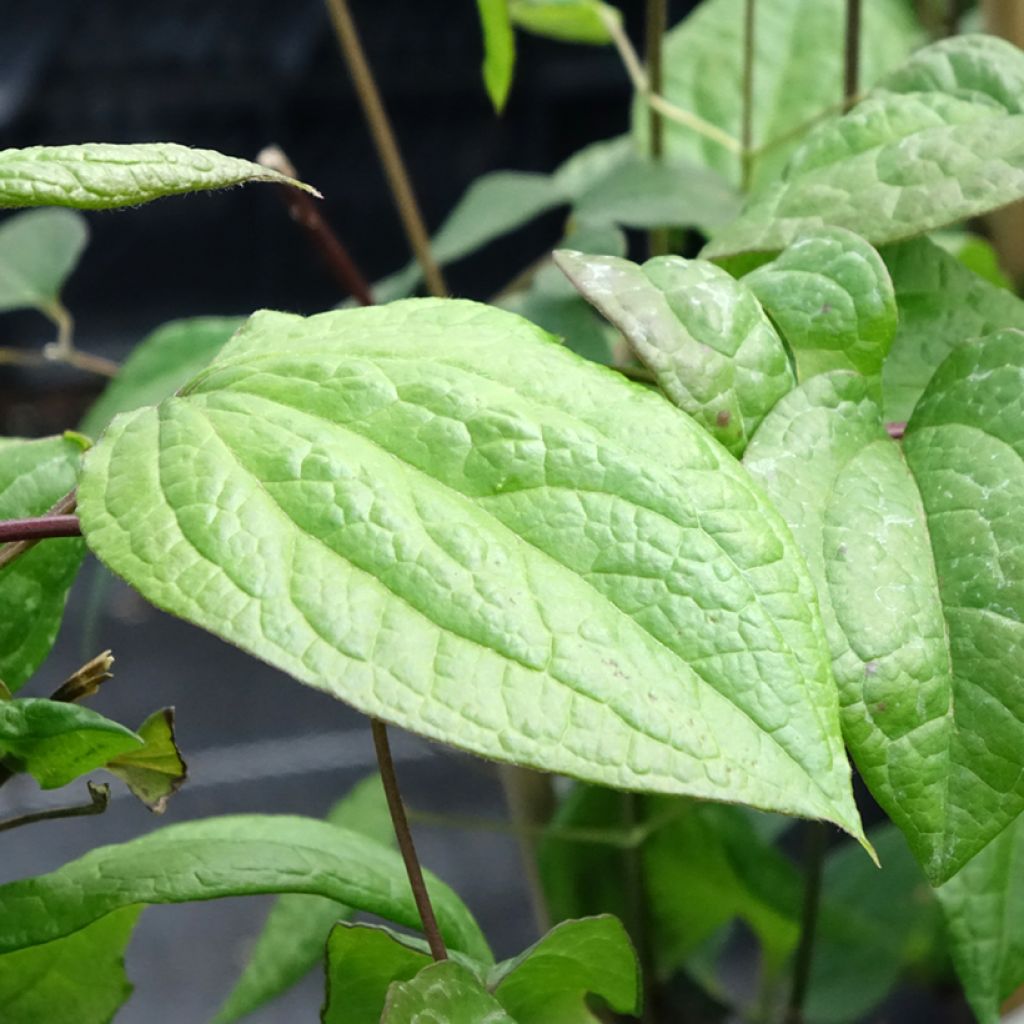 Clématite - Clematis Star of Pakistan