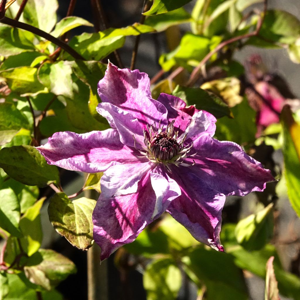 Clématite - Clematis Super Cute