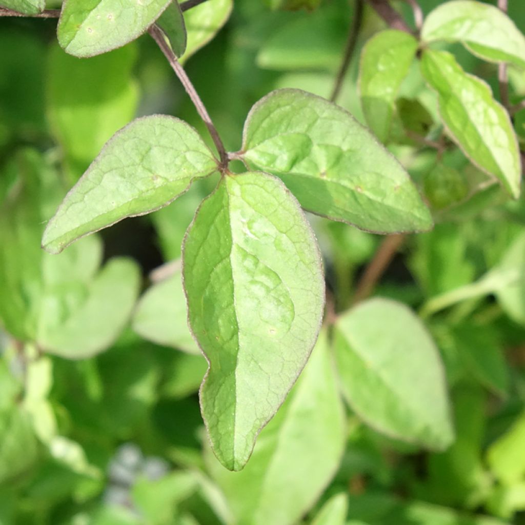 Clématite - Clematis Supernight