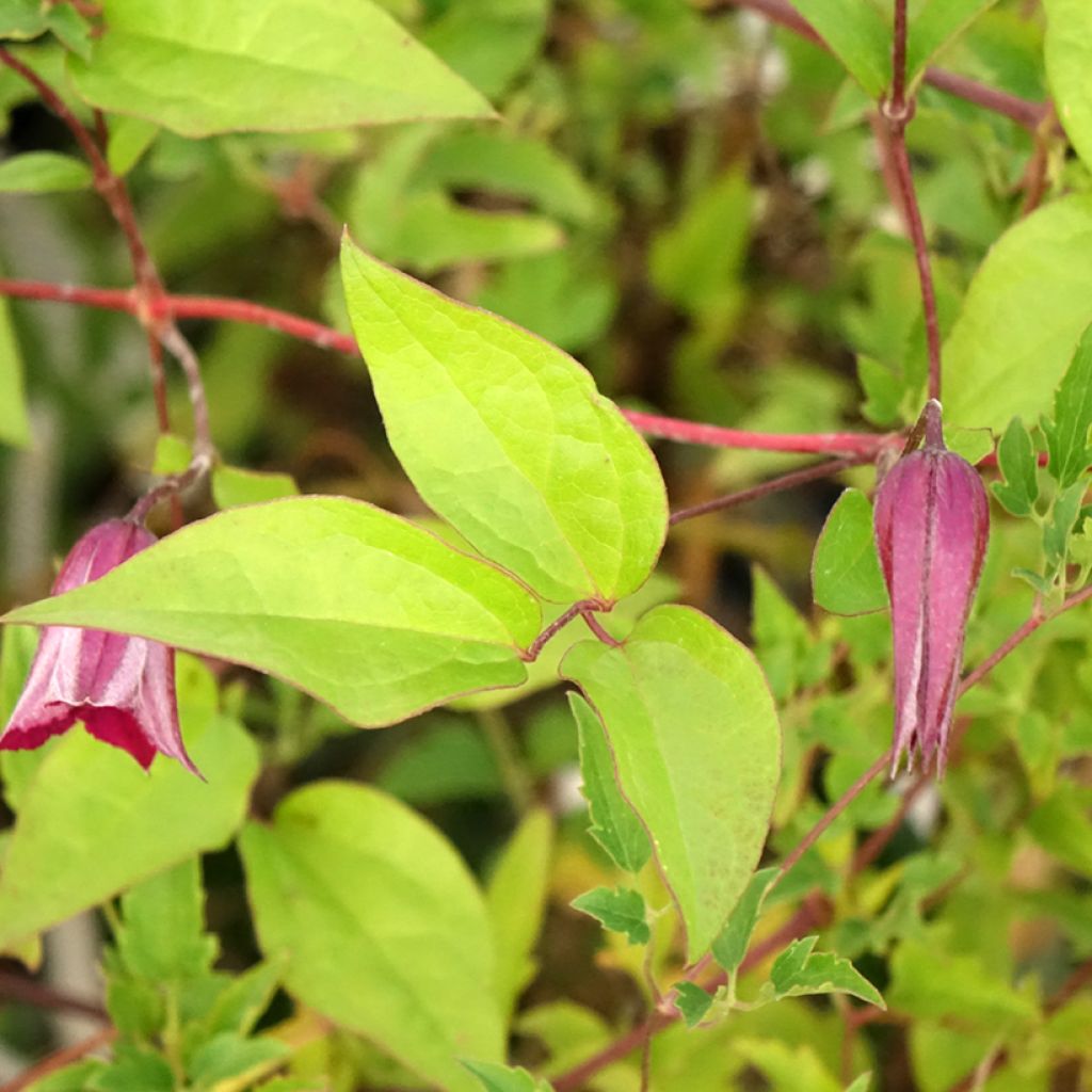 Clématite - Clematis tangutica Aureolin 