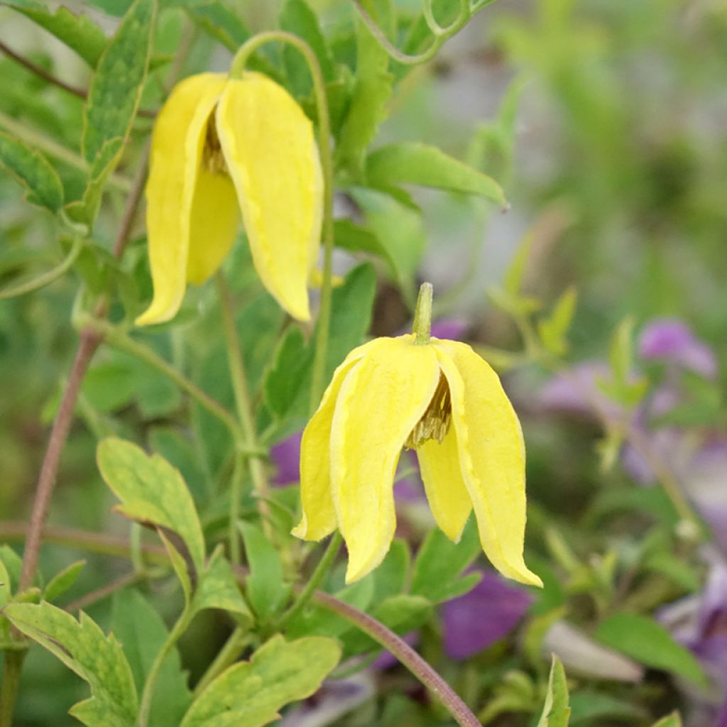 Clématite - Clematis tangutica Lambton Park