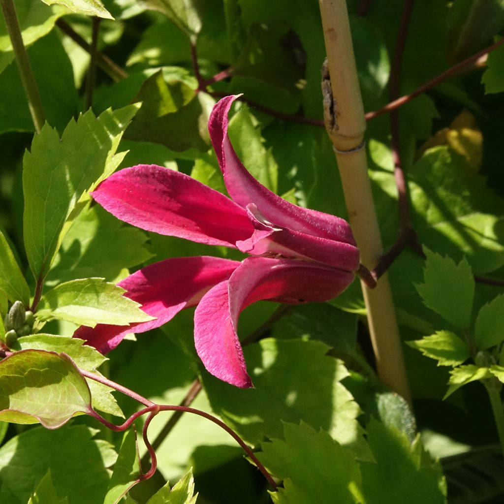 Clématite - Clematis texensis Duchess of Albany