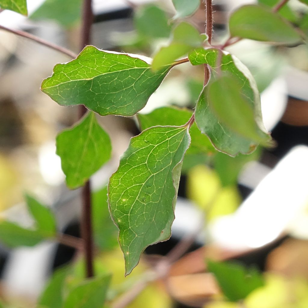 Clématite - Clematis texensis Notre-Dame de Paris