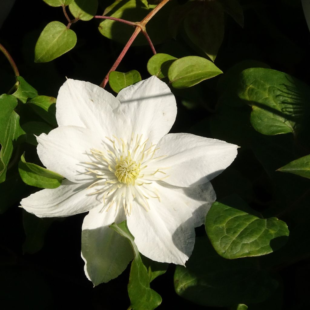 Clématite - Clematis The Bride