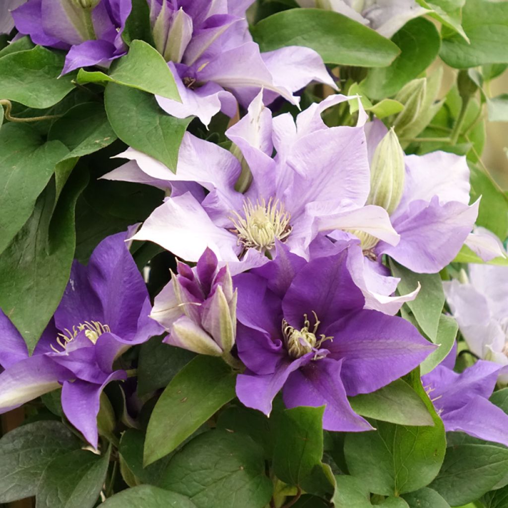 Clématite - Clematis Three Sisters trio bleu
