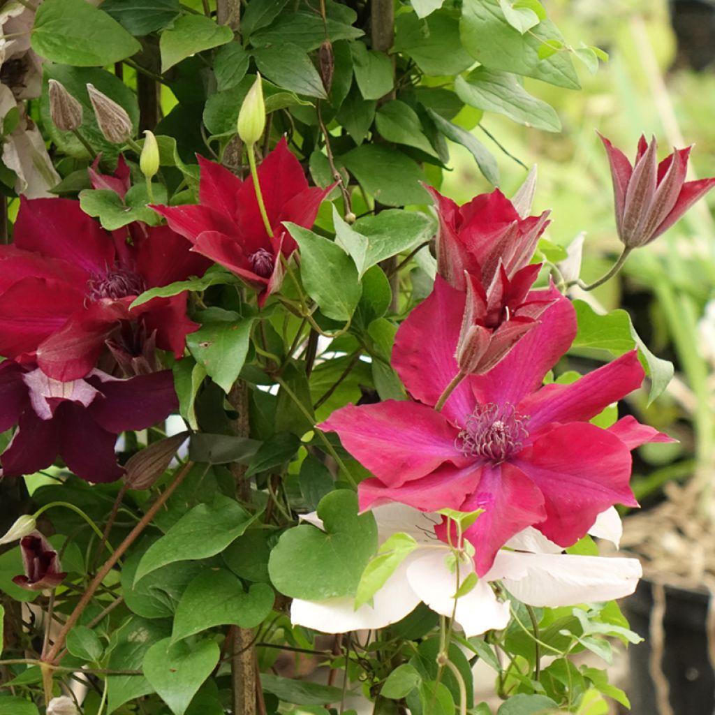 Clématite - Clematis Three Sisters trio rouge