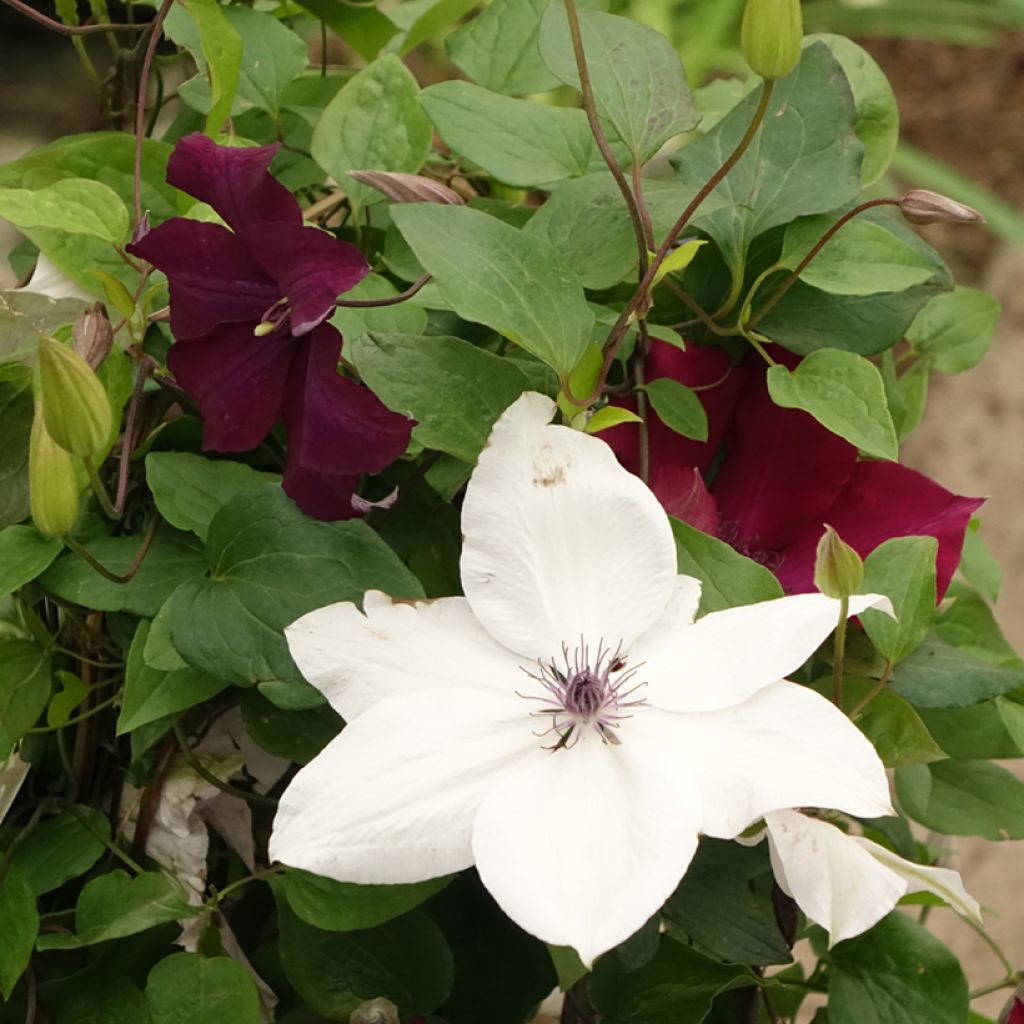 Clématite - Clematis Three Sisters trio rouge