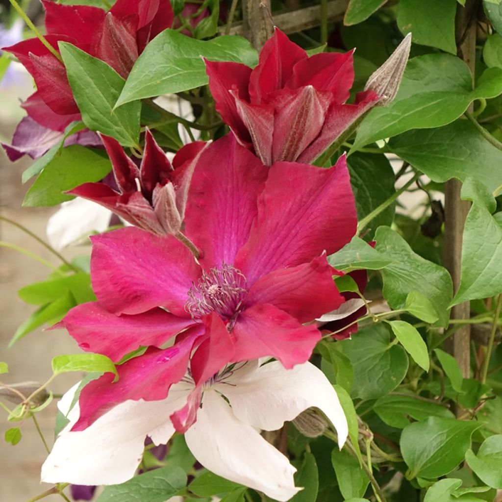 Clématite - Clematis Three Sisters trio rouge