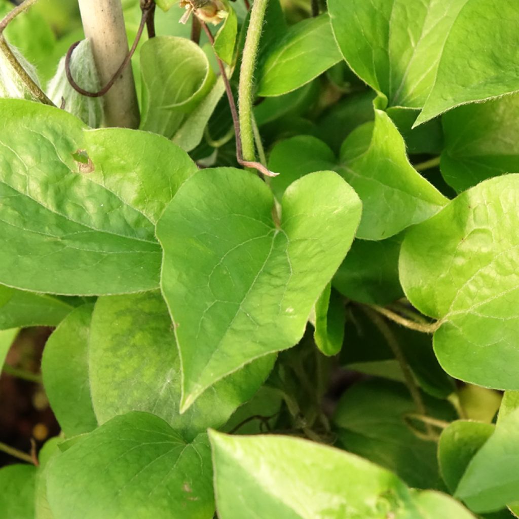 Clématite - Clematis Thyrislund