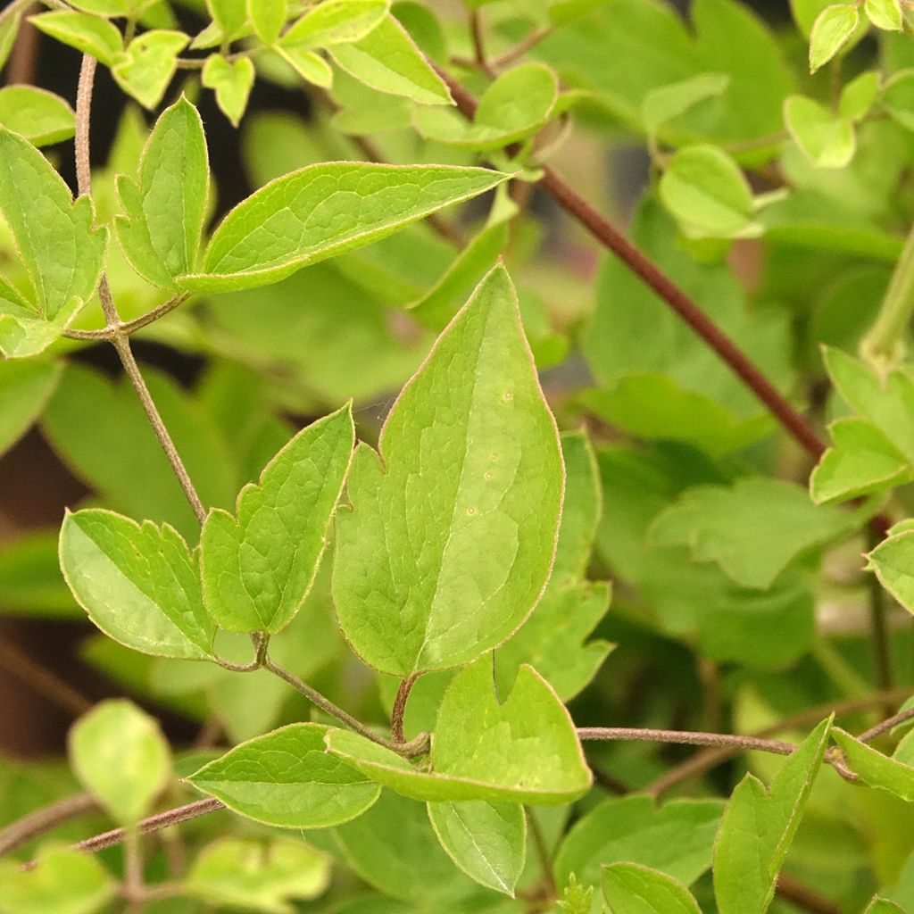 Clématite - Clematis viticella Caerulea Luxurians