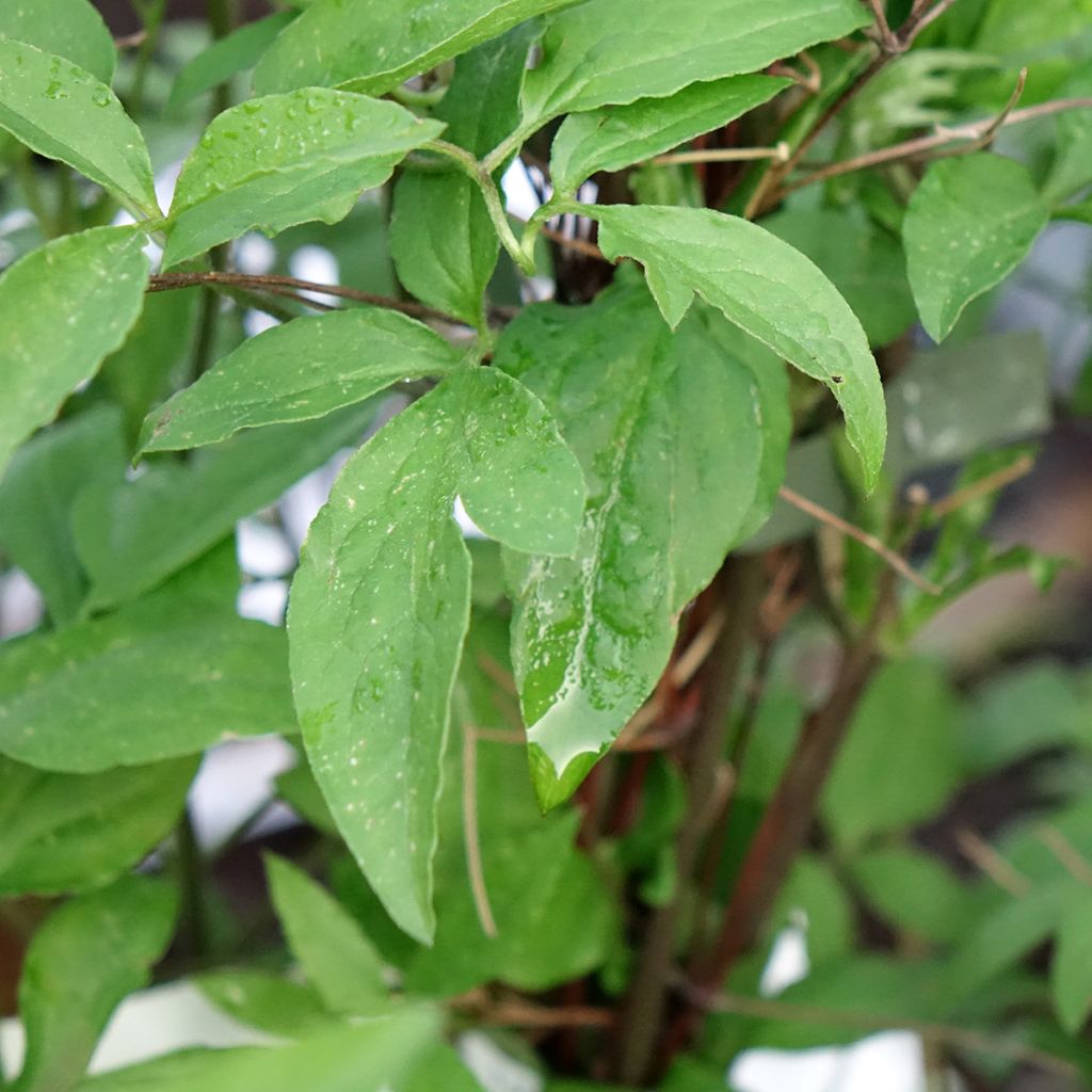 Clématite - Clematis viticella Glorious Surprise