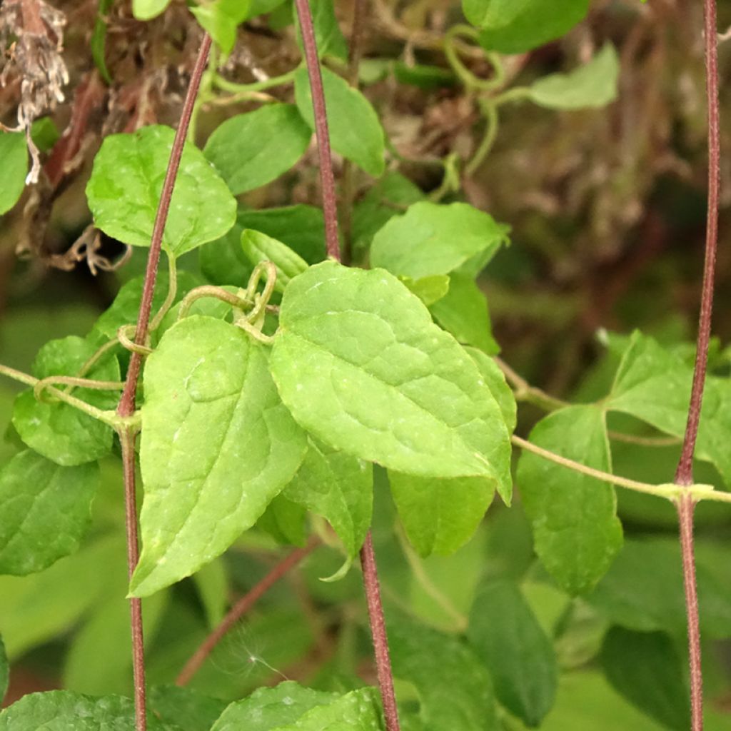 Clématite - Clematis viticella Mme Julia Correvon