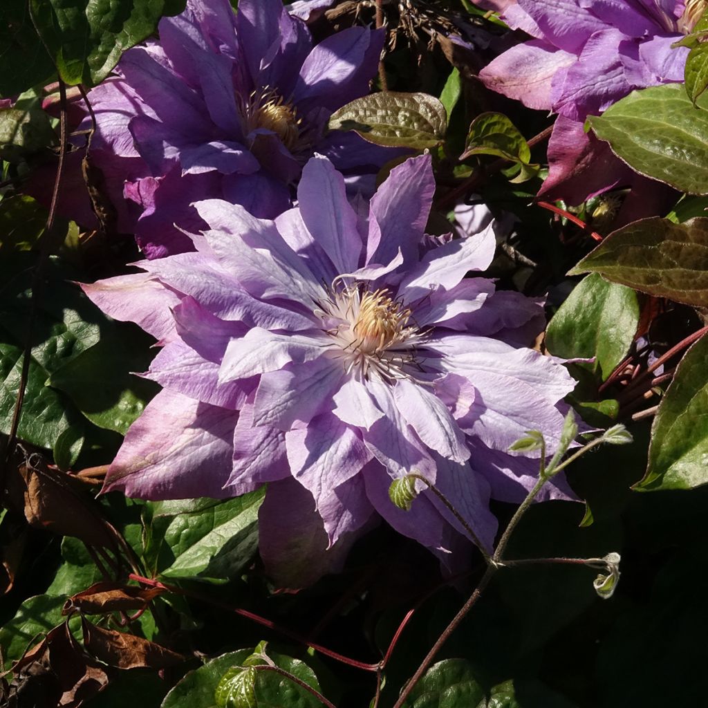 Clématite - Clematis Vyvyan Pennell