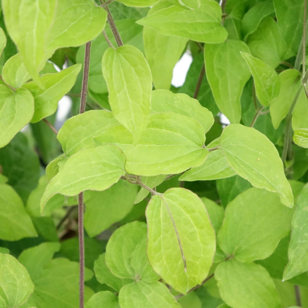 Clématite - Clematis Yukikomachi