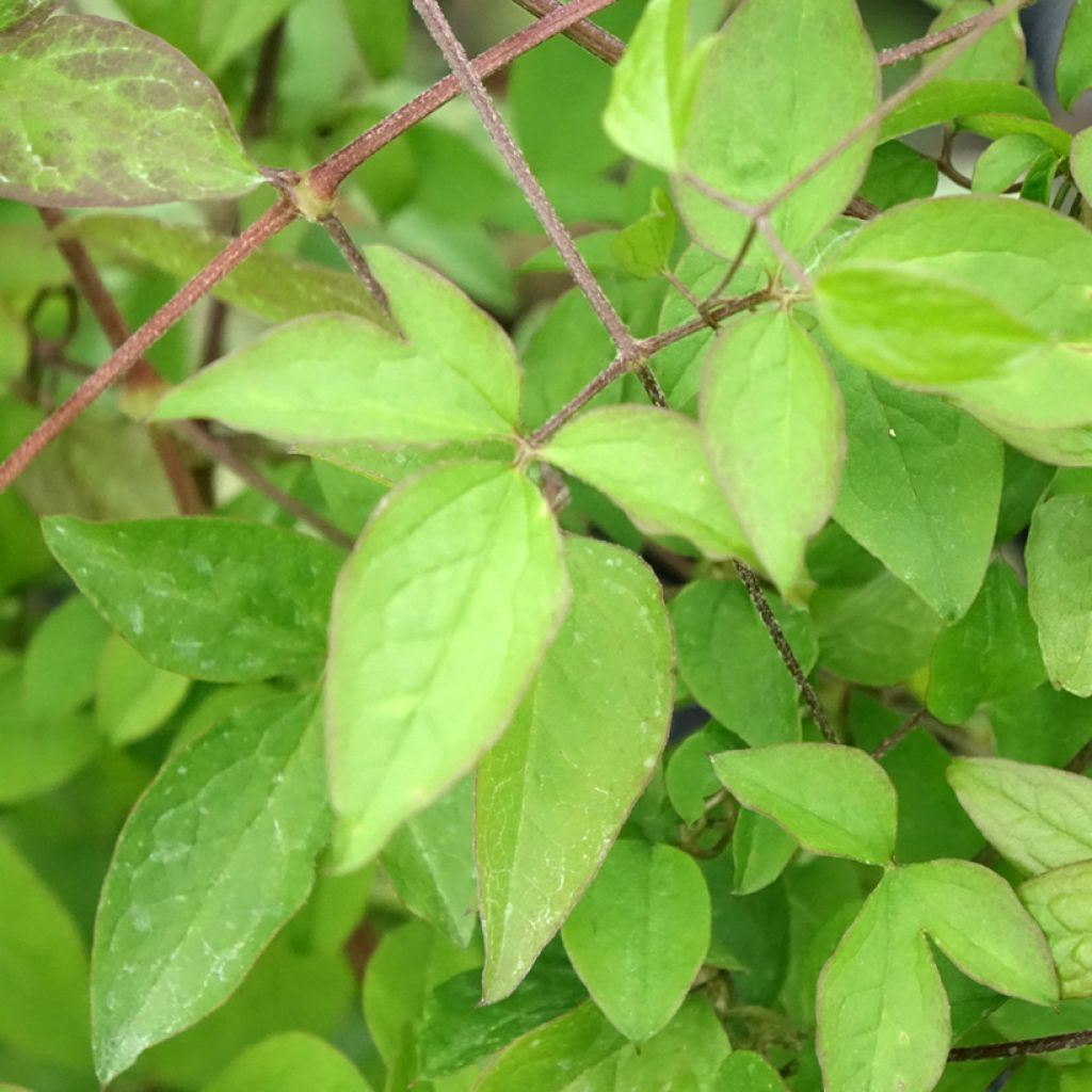 Clématite italienne - Clematis viticella