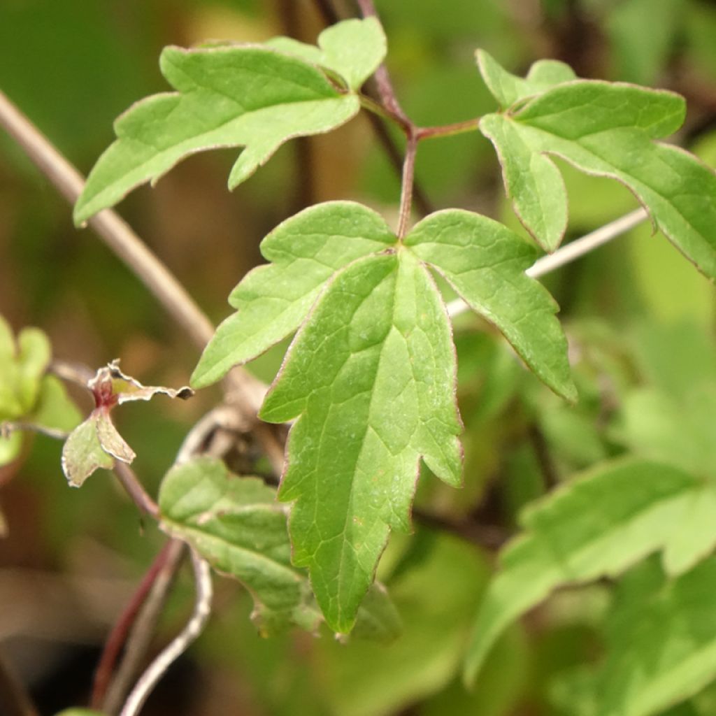 Clématite macropetala