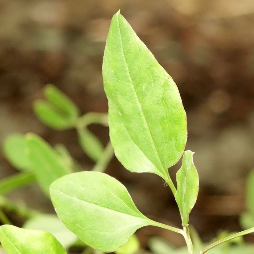 Clématite odorante - Clematis flammula