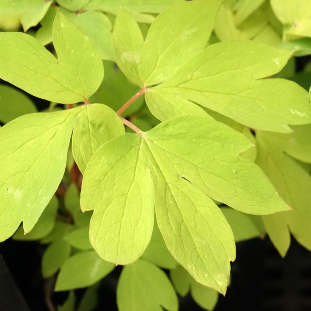 Coeur de Marie - Dicentra spectabilis Ruby Gold 