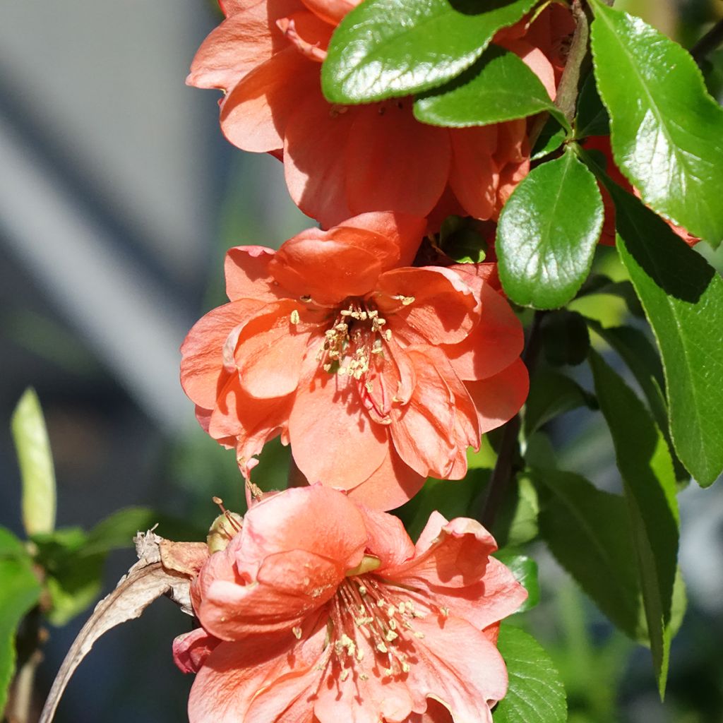 Cognassier du Japon Cameo - Chaenomeles superba 