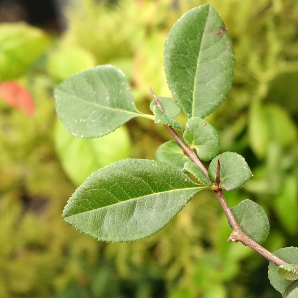 Cognassier du Japon - Chaenomeles x superba Etna