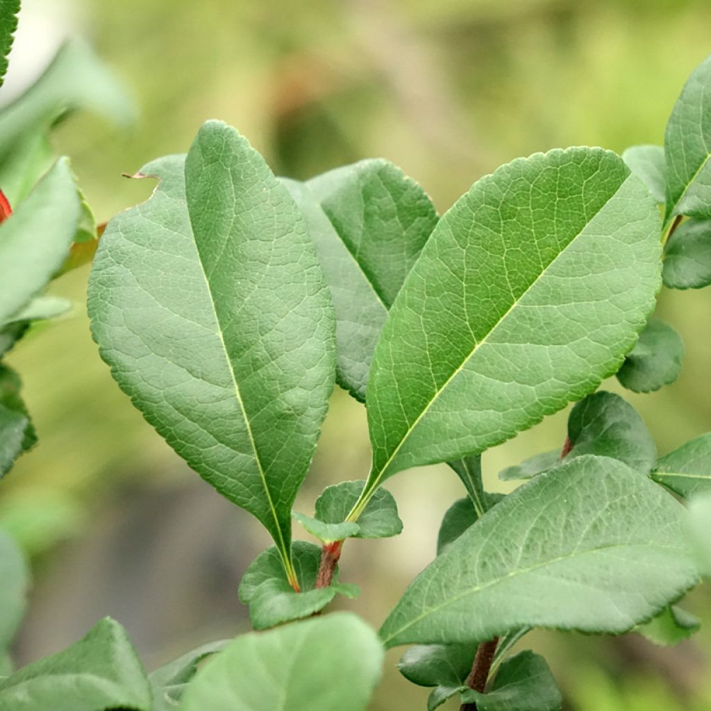 Cognassier du Japon - Chaenomeles x superba Hollandia