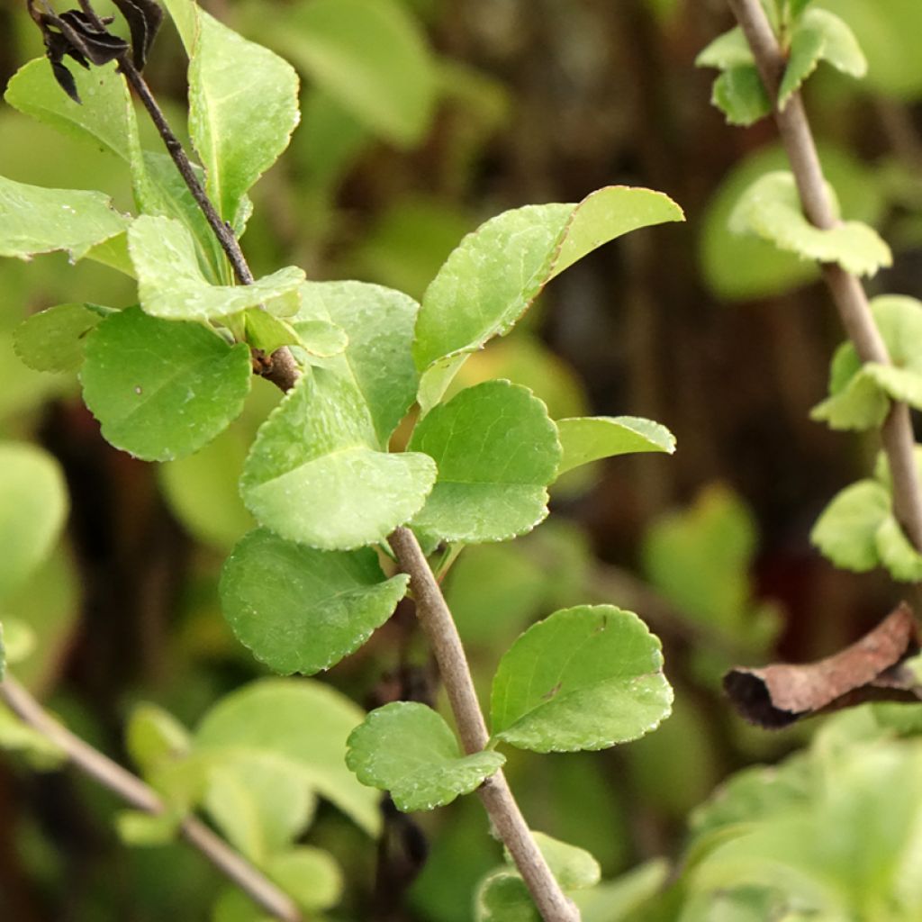 Cognassier du Japon - Chaenomeles x superba Salmon Horizon