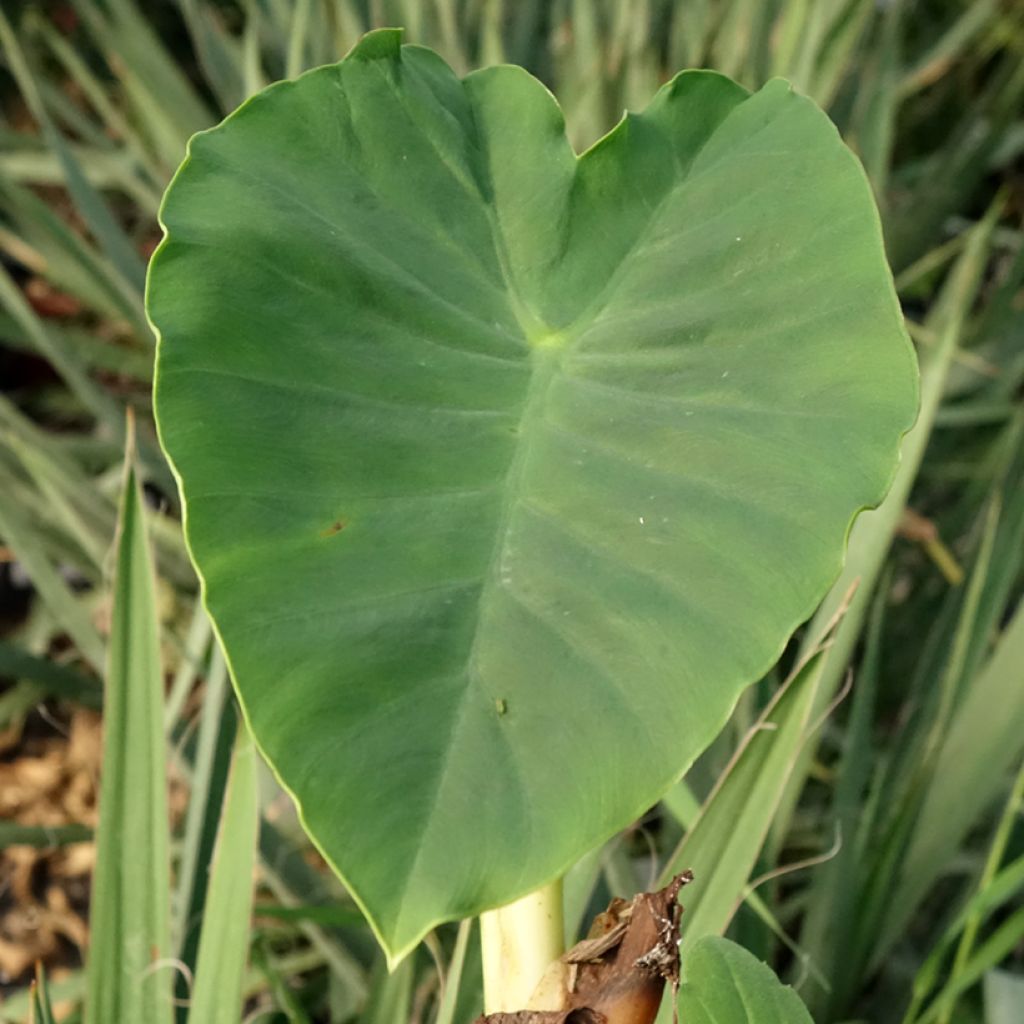 Colocasia Jack's Giant - Oreille d'éléphant