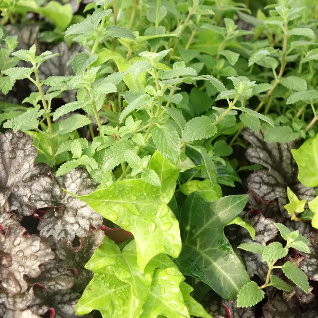 Composition Autumn Breeze - composition de 3 plantes