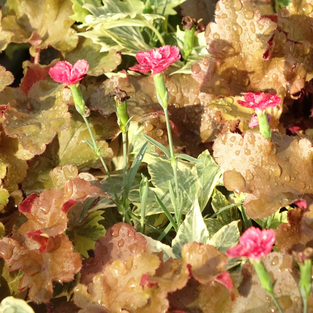 Composition Lucky Charm - composition de 3 plantes